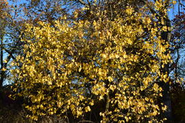 Wild apricot with the turned yellow leaves. Autumn landscape