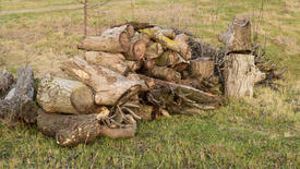 A small pile of firewood stacked. Old Hemp, affected by fungi and lichen. Firewood for baths