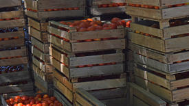 Tomatoes in wooden boxes. The harvest from the fields