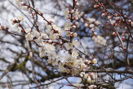  Цветущий дикий абрикос в саду. Весеннее цветение деревьев. 