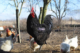 Black young cock. Content in backyard chicken farm