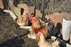 Hens in the yard of a hen house. Cultivation of poultry