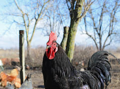 Black young cock. Content in backyard chicken farm