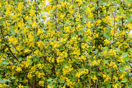 Золотистая смородина весной в саду. Желтые цветы.
