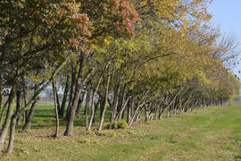 Лес вдоль дороги осенью. Пожелтевшие листьев на ветках.