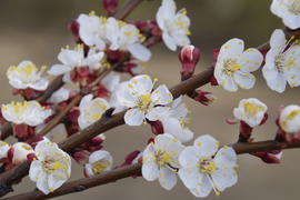  Цветущий дикий абрикос в саду. Весеннее цветение деревьев. 