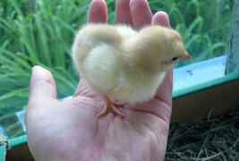 Chicken in a palm. Cultivation of domestic hens
