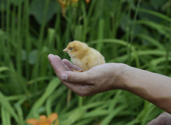 Маленькие новорожденные птенцы в руках человека.
