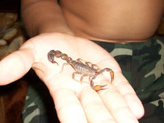 Scorpion. Poisonous chlenistonogy deserts in the Emirates