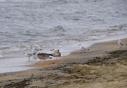 Чайка на берегу пляжа 