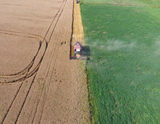 Cleaning wheat harvester. Ripe wheat harvester mowed and straw easily sprayed behind him. Top view.