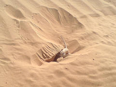 Mouse near a hole in sand. Fauna of the desert