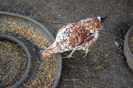 The hen pecks grain. Content in backyard chicken farm