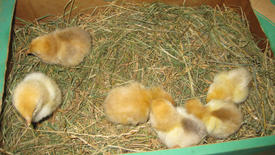Little chickens. Poultry in individual hen house