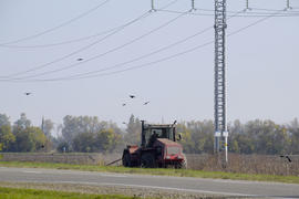 Трактор пашет поле и вороны летают вокруг него в поисках пищи.