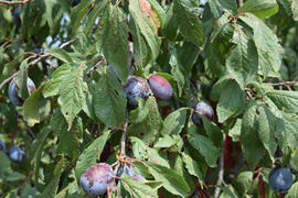 Prunes, ripen on the branches. Growing plums in the garden