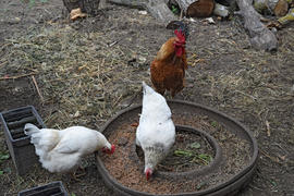 Hens in the yard of a hen house. Cultivation of poultry