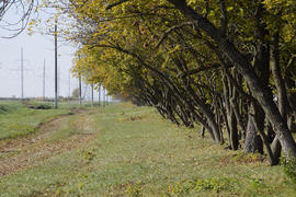 Лес вдоль дороги осенью. Пожелтевшие листьев на ветках.