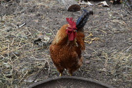 Rooster. Owner of a poultry yard. Maintenance of poultry