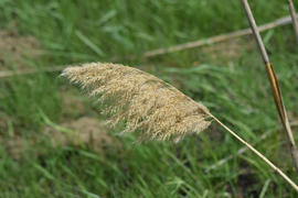 Dry panicle reed. Propagation by seed cane