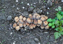 Ложные опята на земле. Рост грибов на влажной почве