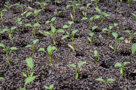 Выращивание овощей в теплицах
