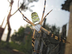 Argiopa Spider on the web. Arachnid predator