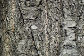 Background from poplar bark. Texture of bark of a tree