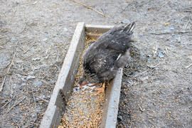 The hen pecks grain. Content in backyard chicken farm