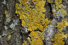 Yellow lichen on tree bark. Symbiosis of a tree and lichen