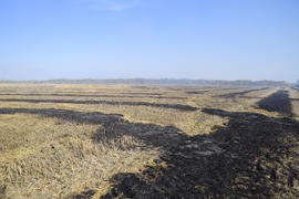 Следы сжигания рисовых полей. Обработка полей 