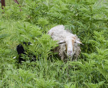 Овца в зарослях травы