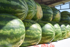 Water-melons on a counter. Sale of a summer crop
