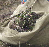 Collecting medicinal herbs in the tundra. collected herbs in a bag