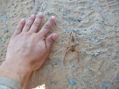 Comparison of the sizes of a Solifugae with the palm size. Animal deserts