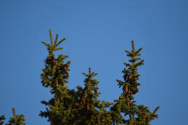 The tops of the trees against the blue sky. Green tree needles