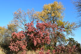Color of leaves of cotinus coggygria and wild apricot. Trees in a forest belt in the fall