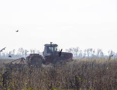 Трактор пашет поле и вороны летают вокруг него в поисках пищи.