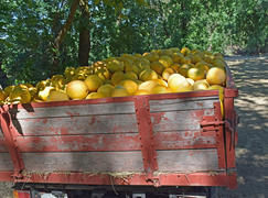 Yellow watermelon in the cart. The harvest from the fields