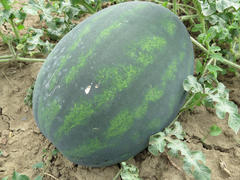 The growing water-melon in the field. Cultivation of melon cultures             