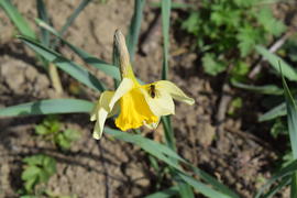 The Yellow flower narcissus. Spring flowering bulbs