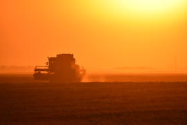 Harvesting by combines at sunset. Agricultural machinery in operation.