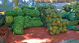 Collect corncobs watermelons and bagging. The harvest from the fields