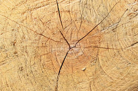 Texture of a saw cut of a log. The sawn tree and its year rings