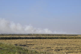 Сжигание рисовой соломы на полях.