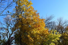Fraxinus excelsior with the turned yellow leaves. Autumn landscape