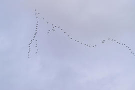 Клин гусей, летящих к югу. Сезонные перелеты птиц.