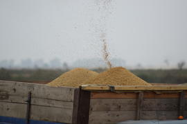 Unloading grain from a combine into a truck. Agricultural machinery for harvesting from the fields.