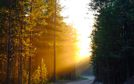 Лучи солнца на закате солнца пробиваются сквозь повороте дороги, и ветви деревьев.