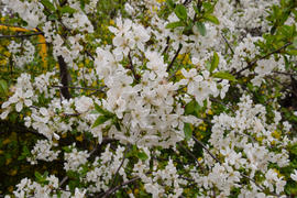 Цветет черемуха в саду. Белые цветы на дереве